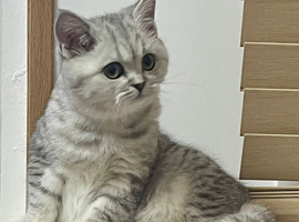 TICA registered British short hair kittens