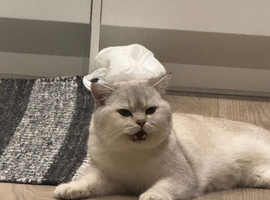 Beautiful BSH for rehoming