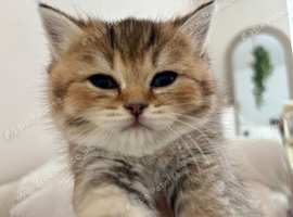 Irresistible Golden Chinchilla&rsquo;s Mini BSH