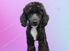 Male miniature poodle