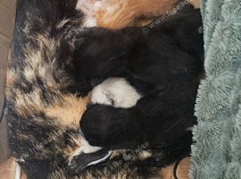 3 beautiful burmese cross babies
