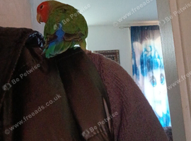 Lovebirds
