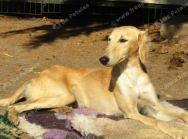 SALUKI YOUNGSTERS.