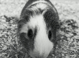 Guinea pigs for sale