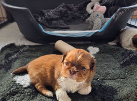 Imperial Shitzu puppies