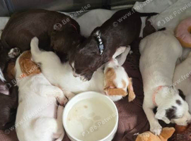 Gorgeous Puppies Looking for Their Forever Homes