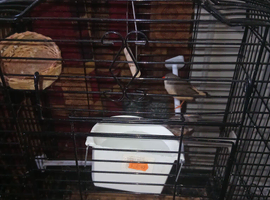 2 pair's of zebra finches.