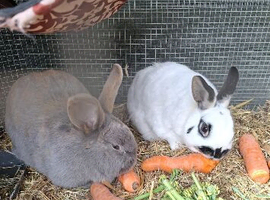 Two rabbits