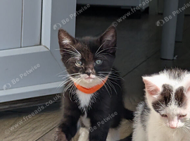 Kittens for sale