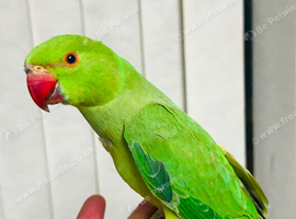 Baby Green Ringneck talking Parrot