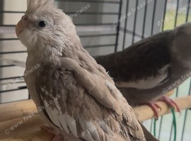 Beautiful Dwarf-Sized Silver Cockatiel &ndash; &pound;175