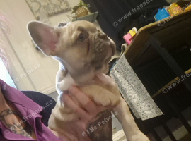 2 beautiful frenchbulldog fluffy carriers puppys