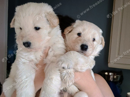 Two pure white German Shepherd pups