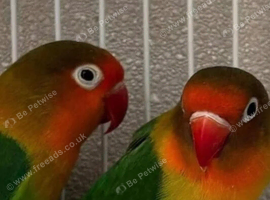 Lovebirds Pair
