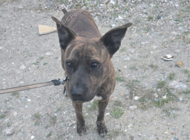 DutchShepherd
