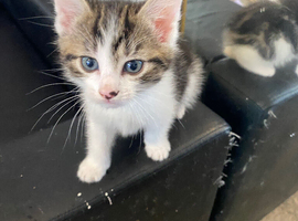 Female kitten unique colour bobtail