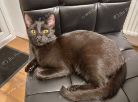Ragdoll mix kitren 5 months old