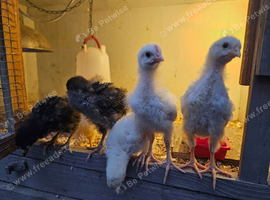 Hybrid chicks