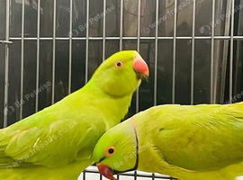 Breeding bonded pair Indian Ringnecks