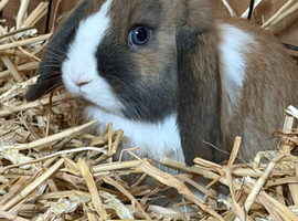 Female mini lops