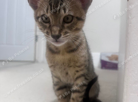 TICA Savannah F4 kitten- reduced price