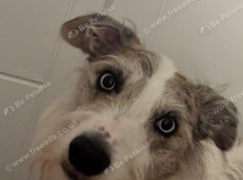 Male Wheaton bull lurcher