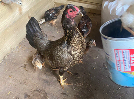 Banty chicks