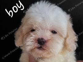 Shihpoos READY TO LEAVE NOW