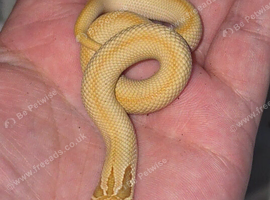 Male toffee super conda hognose