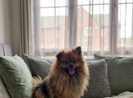 Female pom pom