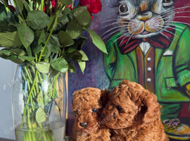 Solid red poodles ( left two girls)