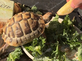 Hermann tortoise