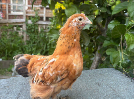 Single chick for sale