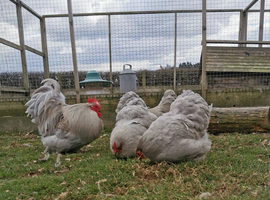 Lavender Pekin Bantam Eggs x 6