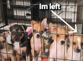 Last boy Chihuahua left
