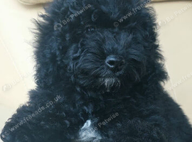 Last one beautiful puppy available