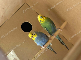 Breeding pair rainbow budgies