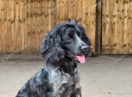 Working Cocker spaniel puppy&rsquo;s