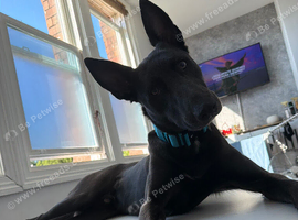 He&rsquo;s a German Sheppard cross blue Staffie