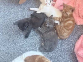 Beautiful fluffy kittens