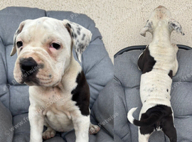Old tyme x American bulldog REDUCED