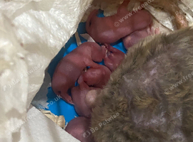 Newborn Babies