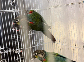 Bonded pair crimson bellied conure