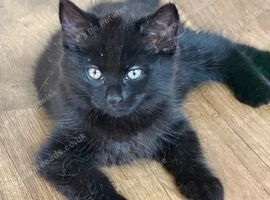 2 playful female kittens