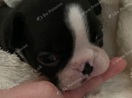 1 Exceptional Boston Terrier Pups - Outstanding Wildax & Skin Deep Bloodlines