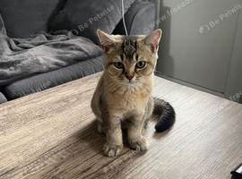 Rare looking British shorthair