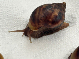 African Land Snail