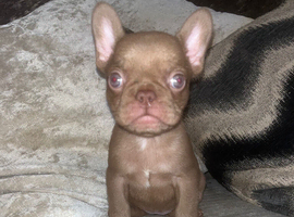 Chocolate coloured French bulldog puppy