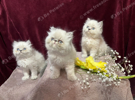 READY NOW. 3 CHEEKY COLOURPOINT PERSIAN BOYS