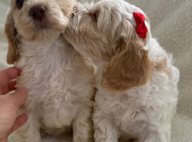Beautiful Cockapoo puppys